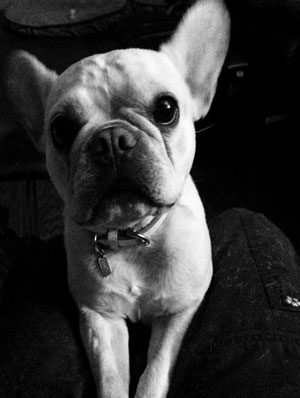 French Bulldog